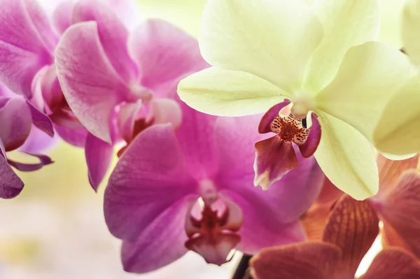 Güzel renkli cam orkide çiçekler.