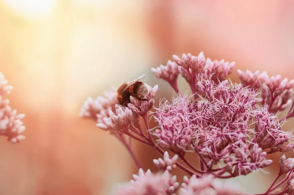 Makro fotoğraf. Önümüzdeki bir bitkinin üzerinde böcek. Pastel 