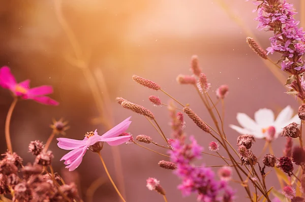 Gün batımında çiçekli yaz arka plan.