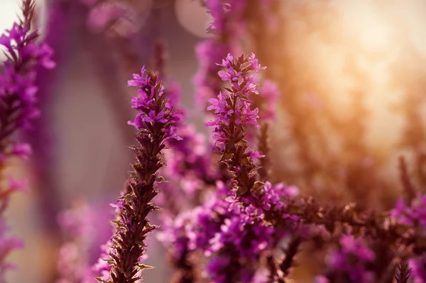 Gün batımında doğal arka plan. Mor bitkiler