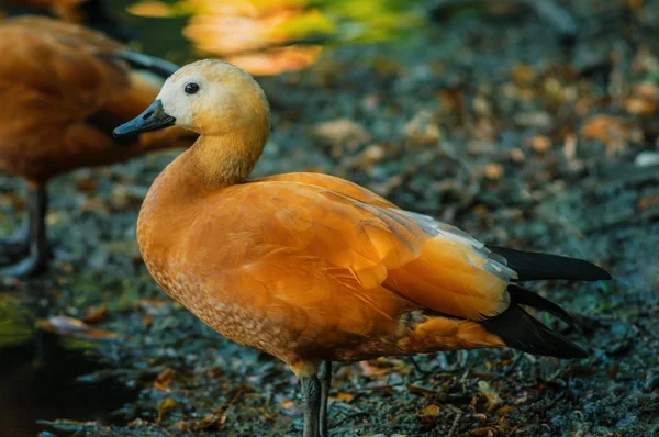 nehir yüzeyinde ördek