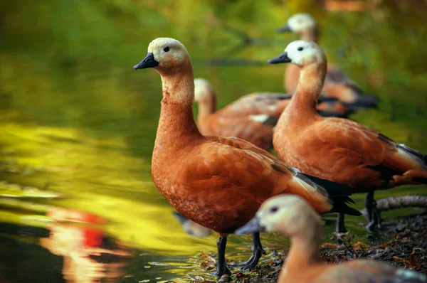 nehir yüzeyinde ördek