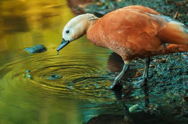 nehir yüzeyinde ördek