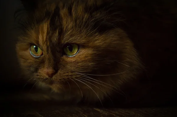  Karanlıkta kabarık kedi