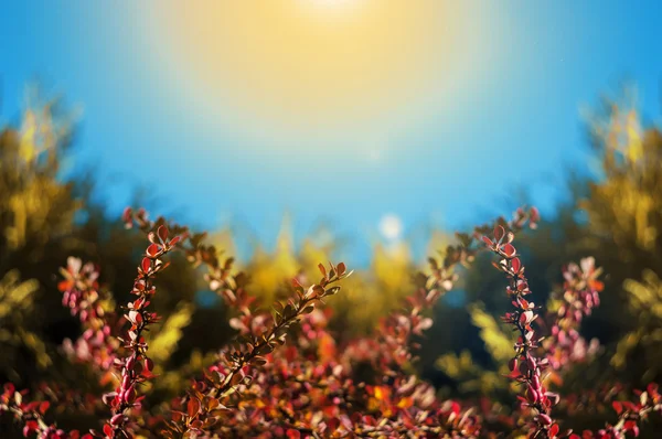 Yaz veya sonbahar arka plan ile bir bahçe gökyüzüne karşı dallarında.