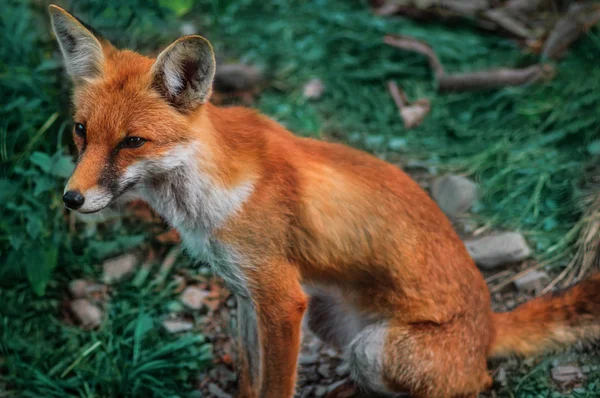 Red Fox in the nature — Stock Photo, Image