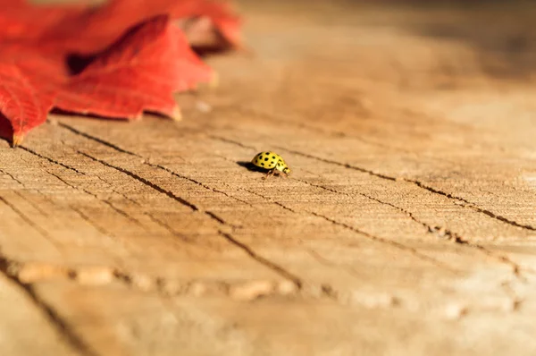 Mariquita amarilla sobre un fondo natural — Foto de Stock