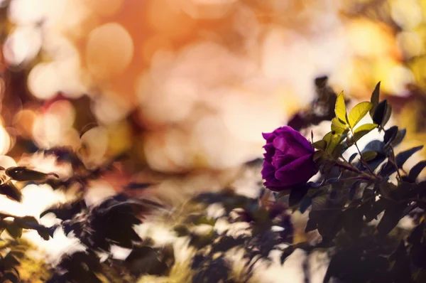 Doğal arka plan altında Menekşe gül