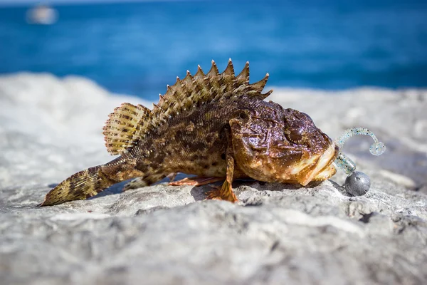 Oltanın ucundaki balık