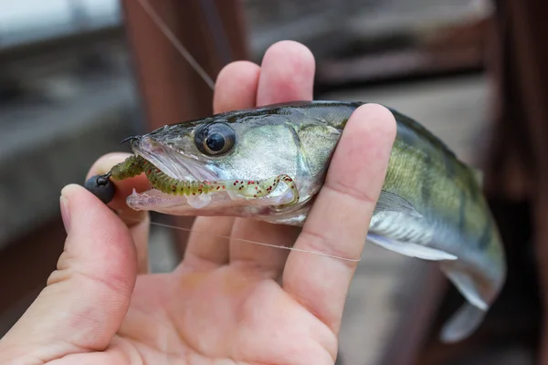 Zander dügmesinin üstünde