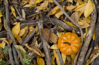 Cadılar Bayramı Balkabağı sonbahar doğa ortamında