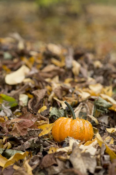 Cadılar Bayramı Balkabağı sonbahar doğa ortamında — Stok fotoğraf