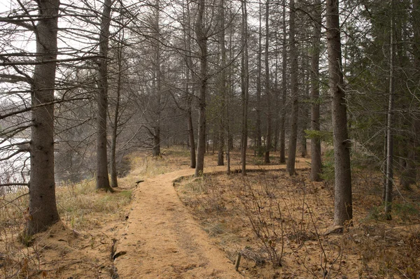 Caminho na floresta, queda tardia . — Fotografia de Stock