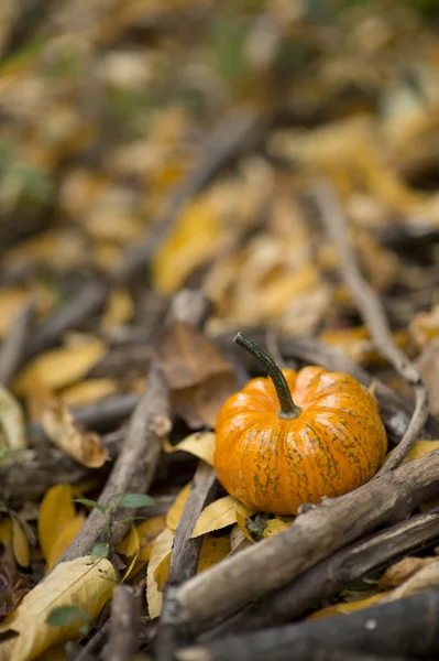 Хэллоуин тыква в осенней природной среде Лицензионные Стоковые Изображения