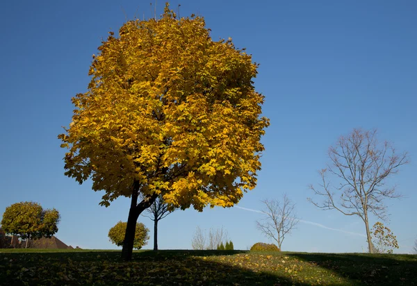 秋に黄色の広葉樹カエデの木 ロイヤリティフリーのストック写真