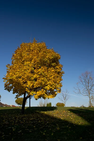 Žlutá kadeřavou javorový strom na podzim Stock Snímky