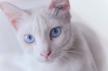 Benim kedi güzel bir göz var