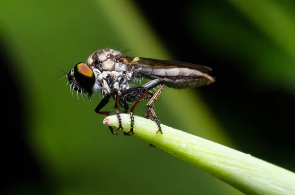 Μύγες — Φωτογραφία Αρχείου