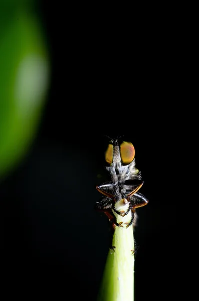 苍蝇 — 图库照片
