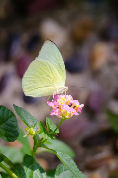 一只蝴蝶 — 图库照片