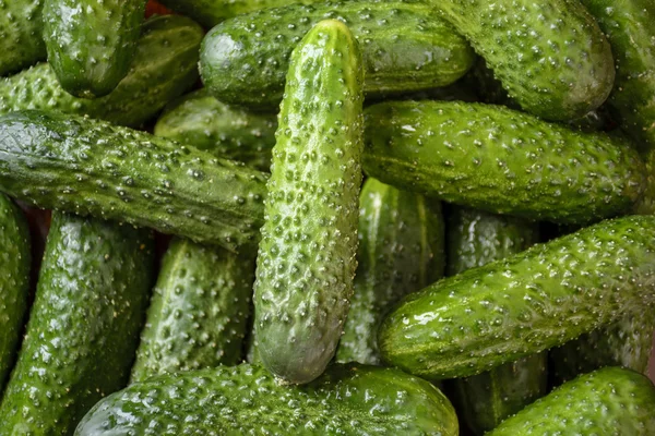 Fresh green cucumber — Stock Photo, Image