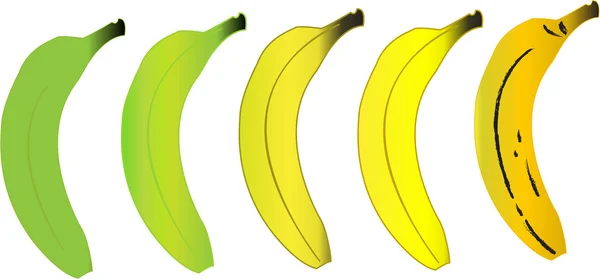 Green and ripe bananas — Stock Photo, Image