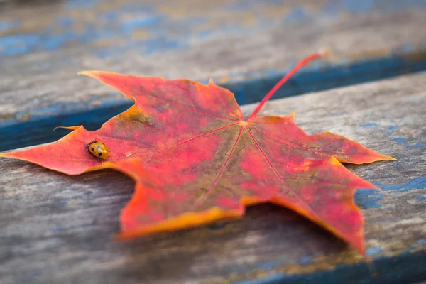 Esdoornblad — Stockfoto