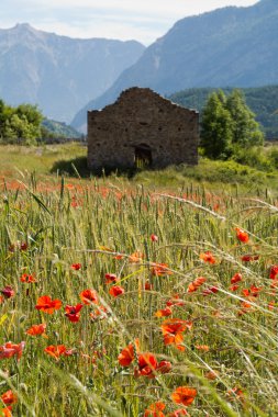 Provence haşhaş alanında 