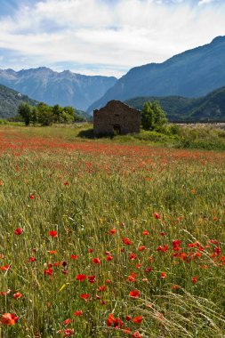 Provence haşhaş alanında