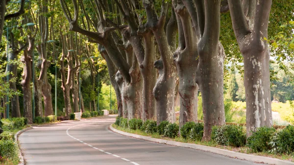 ağaç avenue 