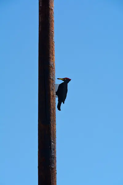 Patung kayu burung pelatuk di tiang. — Stok Foto
