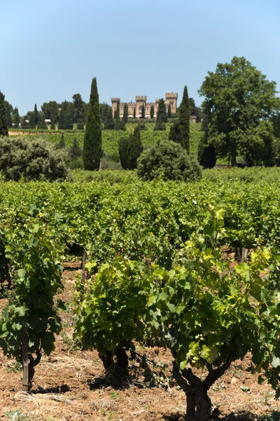 Provencal vineyard, France — стоковое фото