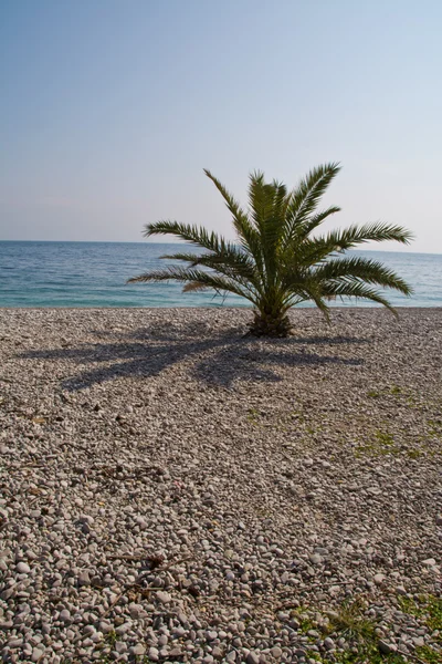 Palmera solitaria — Foto de Stock