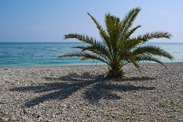 Palmera solitaria — Foto de Stock