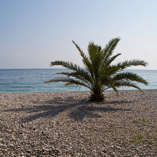 Palmera solitaria — Foto de Stock