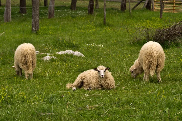 Üç koyun — Stok fotoğraf