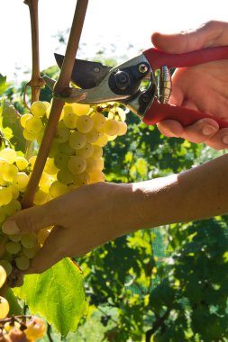 Malvasia üzüm hasat