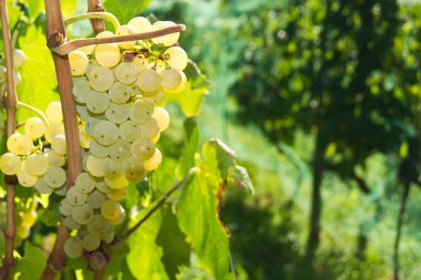Malvasia üzüm