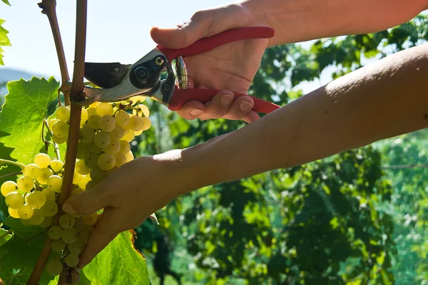 Récolte de raisin Malvasia — Photo