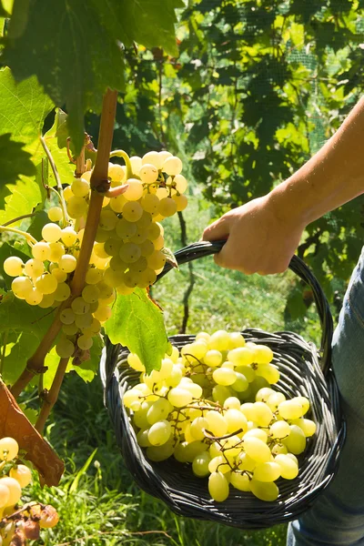 Vendemmia Malvasia — Foto Stock