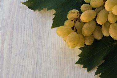 Malvasia üzüm
