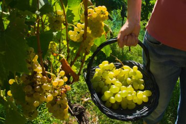 Malvasia üzüm hasat