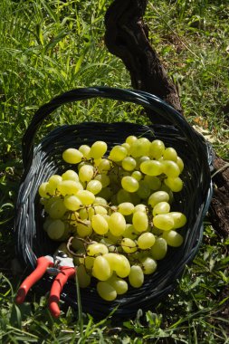 Malvasia üzüm hasat