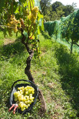 Malvasia üzüm hasat