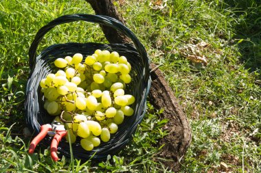 Malvasia üzüm hasat