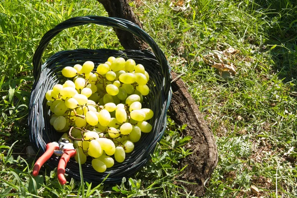 Malvasia grape harvest — Stock Photo, Image