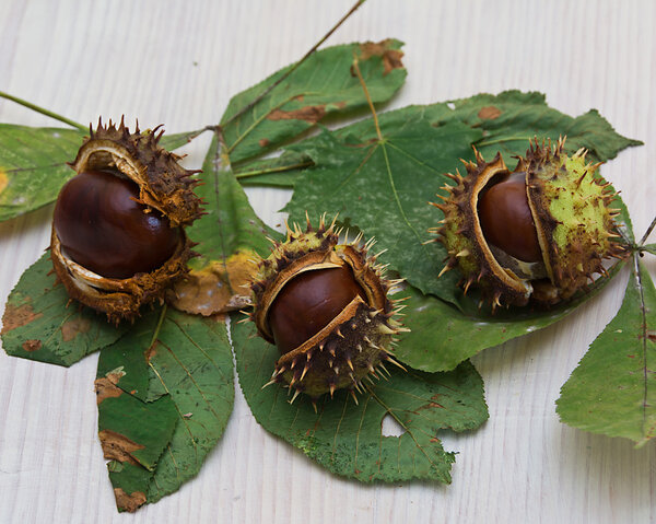 European chestnuts