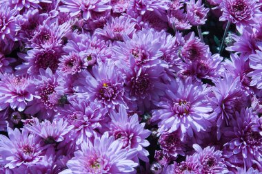 Krizantem leucanthemum düğmesi