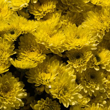 Krizantem leucanthemum düğmesi