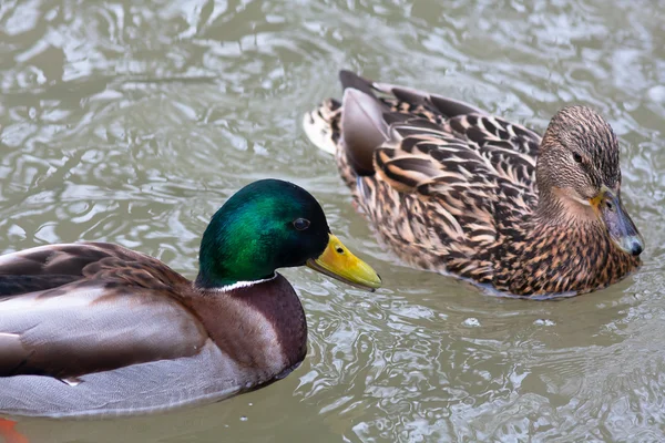 Pair of mallard ducks in breeding plumage Royalty Free Stock Photos